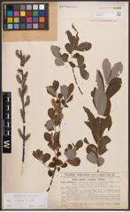 Foto von Salix cinerea L.